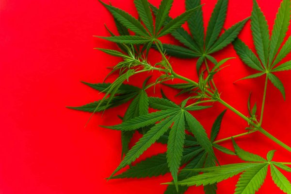 Guide ultime pour découvrir les avis sur weed side story